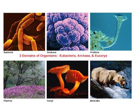 The six-kingdom system of classification includes: Eubacteria