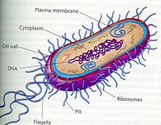 Eubacteria All of the other prokaryotes, about 5000 species of bacteria, are classified in Kingdom Eubacteria.