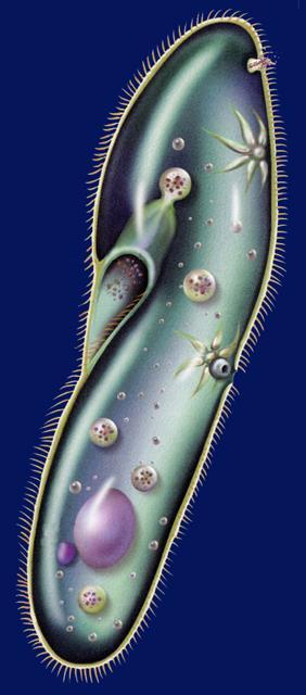 Protists: A diverse group Kingdom Protista-organisms are placed here more because of What They Are Not than What They