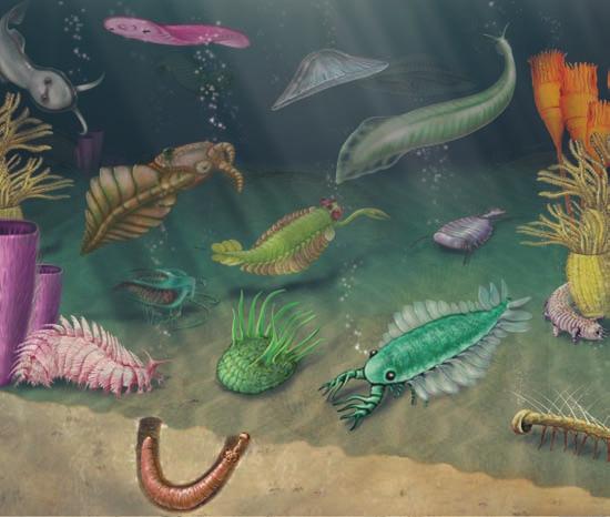 ribosomal RNA sequences. Animal fossils become highly abundant in the Cambrian period in what is known as the Cambrian explosion.