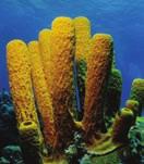 Morphology- and molecule-based phylogenies agree on many major groupings. Porifera (sponges) constitutes a monophyletic group that shares a common ancestor with other animals.