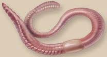 Members occupy marine, terrestrial, and freshwater habitats (as well as the bodies of other animals) 20,000 Nematoda (roundworms) Ascaris, pinworms, hookworms, filarial worms Pseudocoelomate,