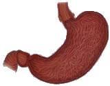 Appendix 3-What is the identity of the organ pictured a. Pancreas b. liver c.