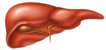 Insulin c. Liver 6- The symbol of soduim is.. a.na b.ne c.cl 7The organ pictured above has what function? A store bile b.