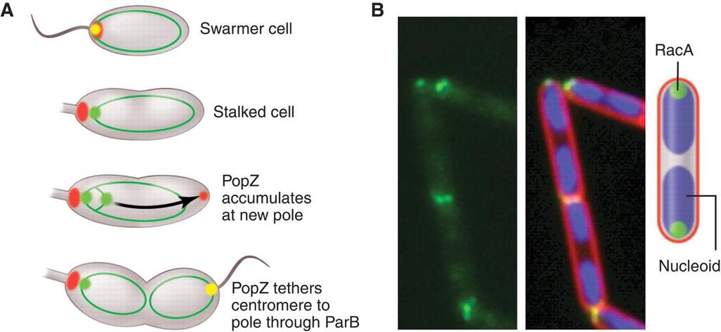 Chromosome attachment to the cell pole (A) The Caulobacter pars centromere bound to the ParB partition protein is attached to the cell pole by interaction with the polar PopZ polymeric network.