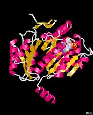 FtsZ is a protein encoded by the ftsz gene that assembles into a ring at the future site of the septum of bacterial cell division.