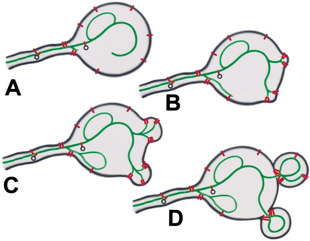 Neuron 302 Figure 10.
