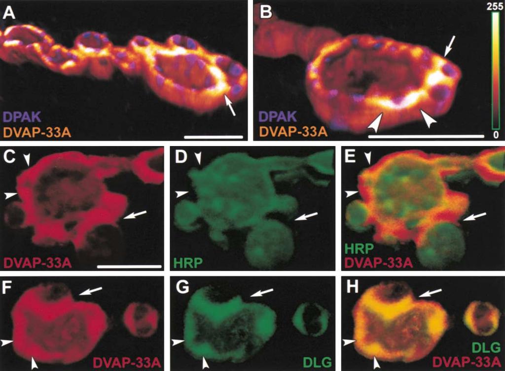 Regulation of Bouton Budding by DVAP-33A 295 Figure 3. DVAP-33A Is Enriched at Budding Sites Sectioned volume renderings of double-labeled boutons. (A B) DVAP-33A and DPAK.