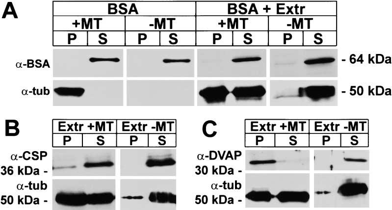 Regulation of Bouton Budding by DVAP-33A 297 Figure 5. DVAP-33A Cosediments with Microtubules Microtubules were polymerized in vitro and added to the protein of interest or to head extracts.