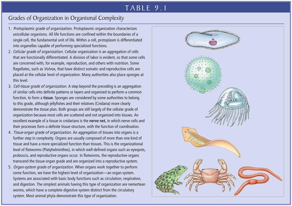 limiting determinant of future adaptational variants 9 1 9 2 Hierarchical Organization of Animal Complexity Grades of Organization Unicellular protozoans Simplest eukaryotic organisms Protoplasmic