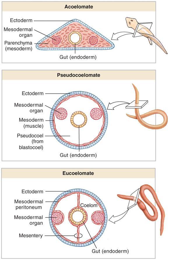 cavities formed Gut and coelom 9 19 9 20 In Deuterostomes Mesoderm forms by an enterocoelous plan Cells from central gut lining form pouches Pouches expand into blastocoel Wall forms mesodermal ring