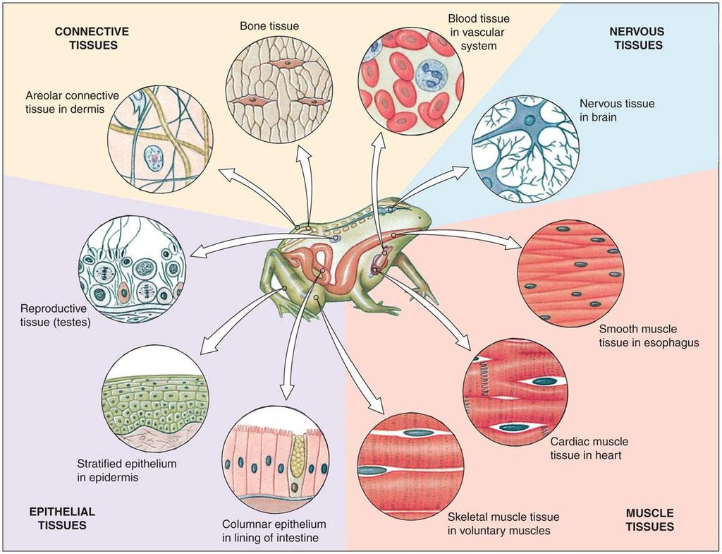 Extracellular Components Noncellular components of metazoan animals Body fluids Extracellular structural elements Cellular Components: Tissues Histology is the study