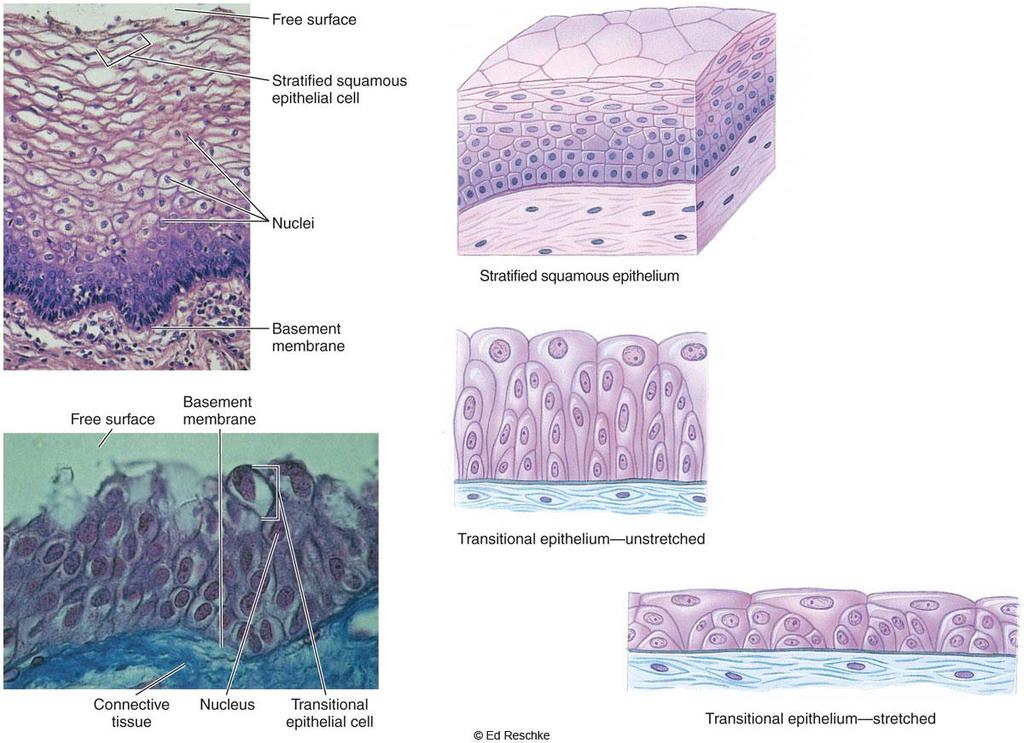 Connective Tissue Widespread in body Contains relatively few cells, many fibers, and a ground substance or matrix 2 types of connective tissue proper In