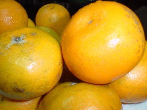 citrus, durian to flower and produce fruit off-season using a