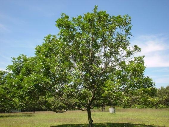 Ringing On Year Healthy Rambutan Trees