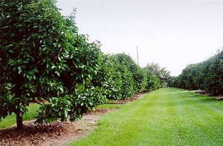 Application Method of Paclobutrazol Paclobutrazol usually apply through soil drenching However on mango foliar spray is also effective as well.