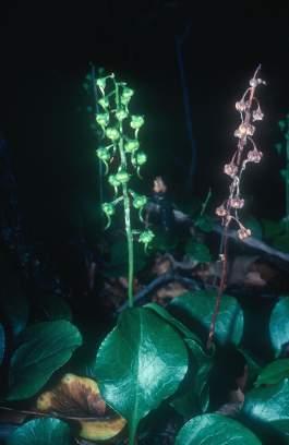 We will briefly look at a few of these: Monotropa Indian pipe Pyrola Shin leaf 3.