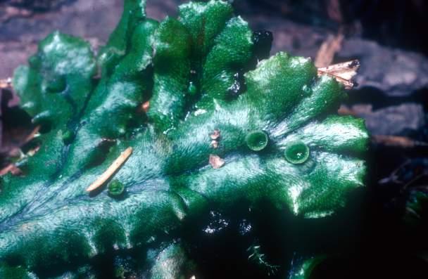 Phyla of Land Plants Marchantiophyta liverworts Bryophyta mosses Anthoceratophyta - hornworts Lycopodiophyta - spike & club