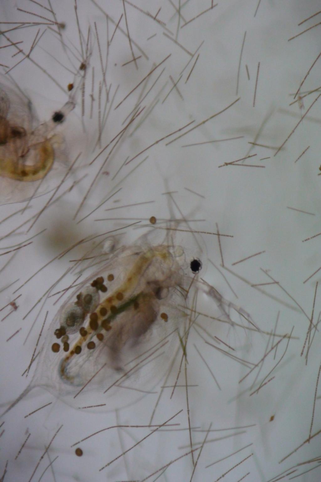 Picocyanobacteria are a more likely source of food for zooplankton than net colonies or