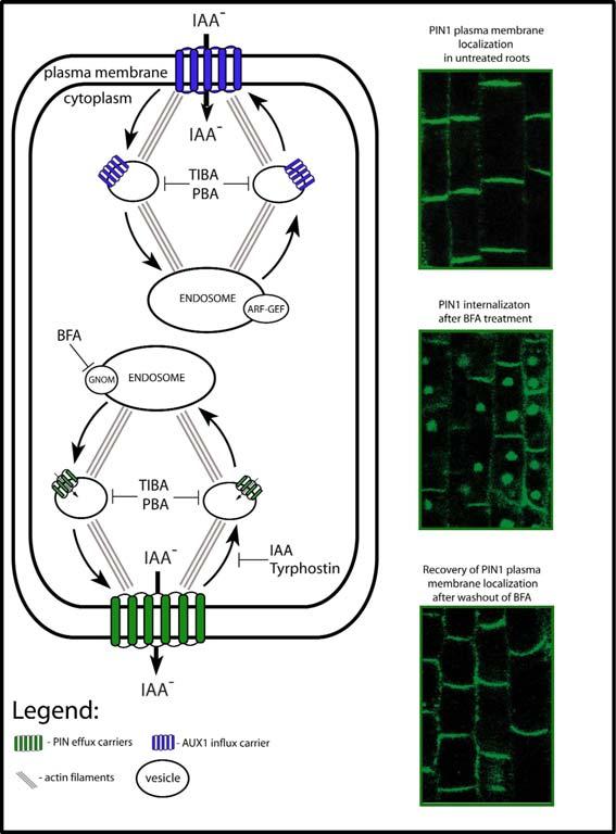 Polar Auxin Transport and Asymmetric Auxin Distribution 15 of 28 Figure 7. The subcellular dynamics of efflux (PINs) and influx (AUX1) carriers.