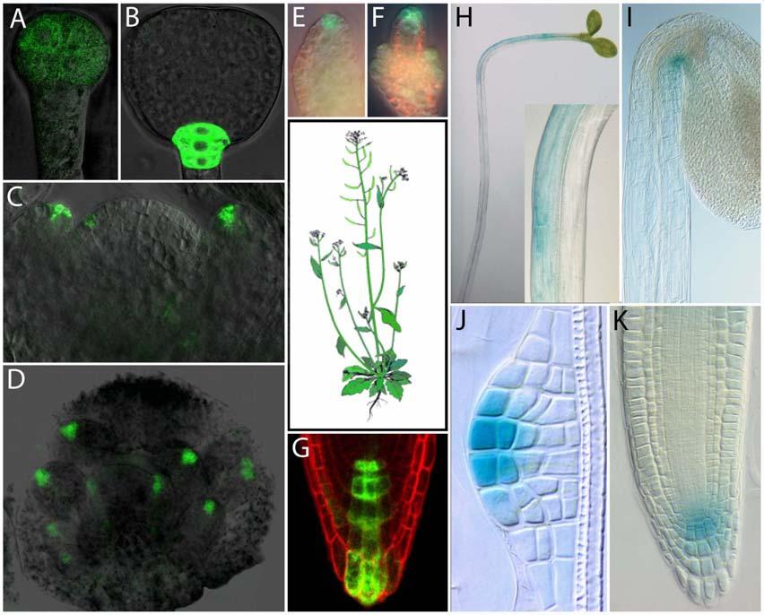 Polar Auxin Transport and Asymmetric Auxin Distribution 5 of 28 Figure 2. Examples of local auxin distribution in Arabidopsis thaliana marked by activity of auxin responsive promotor DR5.