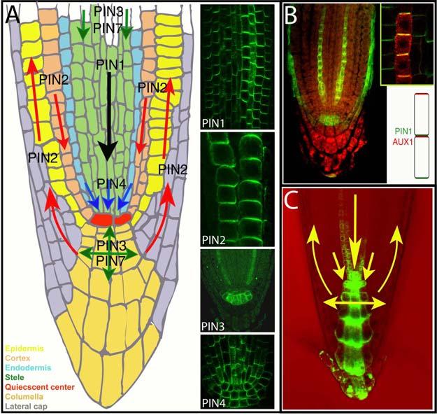 Polar Auxin Transport and Asymmetric Auxin Distribution 7 of 28 Figure 4. Polar localization of auxin efflux and influx carriers, and the direction of auxin flow in the Arabidopsis root.