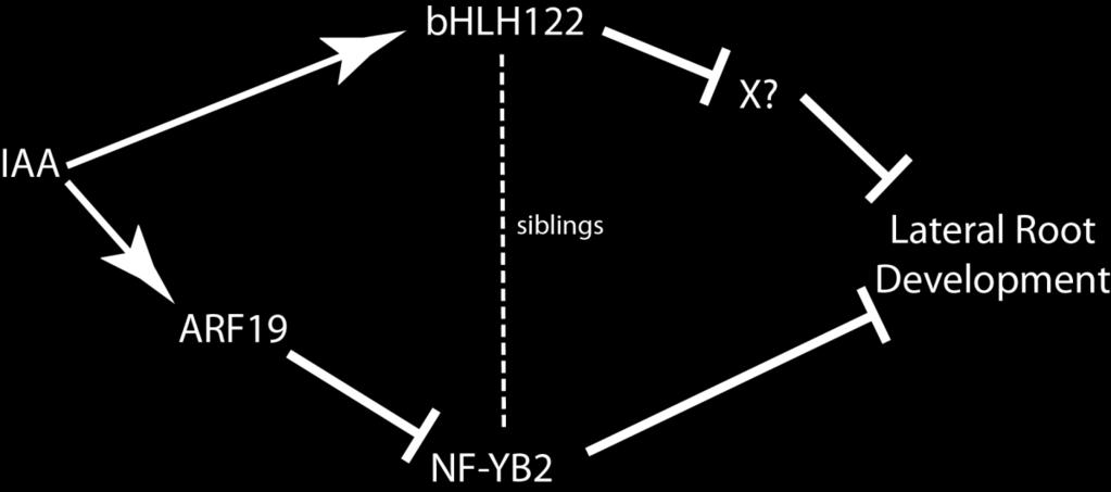 Figure 30. Model for NF-YB2 and bhlh122 regulation of lateral root development.