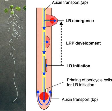 Figure 2. Developmental Events events during During LR formation.