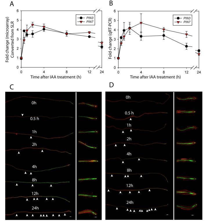Figure 6. qrt-pcr and confocal imaging of PIN3 and PIN7 transcript and protein abundance corresponds to microarray detected transcript changes.