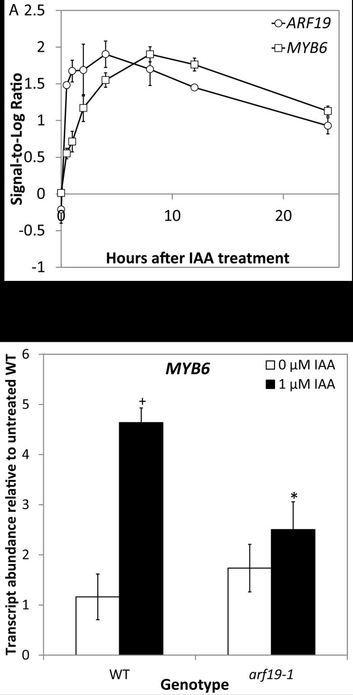 Figure 11. MYB6 expression. A. SLR of MYB6 expression in microarray of IAA-treated roots over time. B. Transcript abundance of MYB6 relative to WT control.