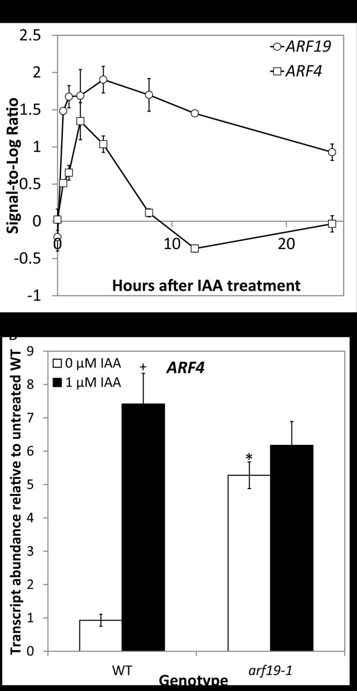 Figure 12. ARF4 expression. A. SLR of ARF4 expression in microarray of IAA-treated roots over time. B. Transcript abundance of ARF4 relative to WT control.