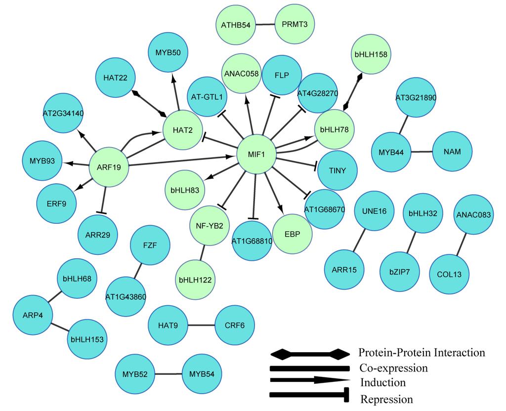 Figure 17. Literature transcription factor network. Putative transcription network built from literature and ATTED co-expression database.