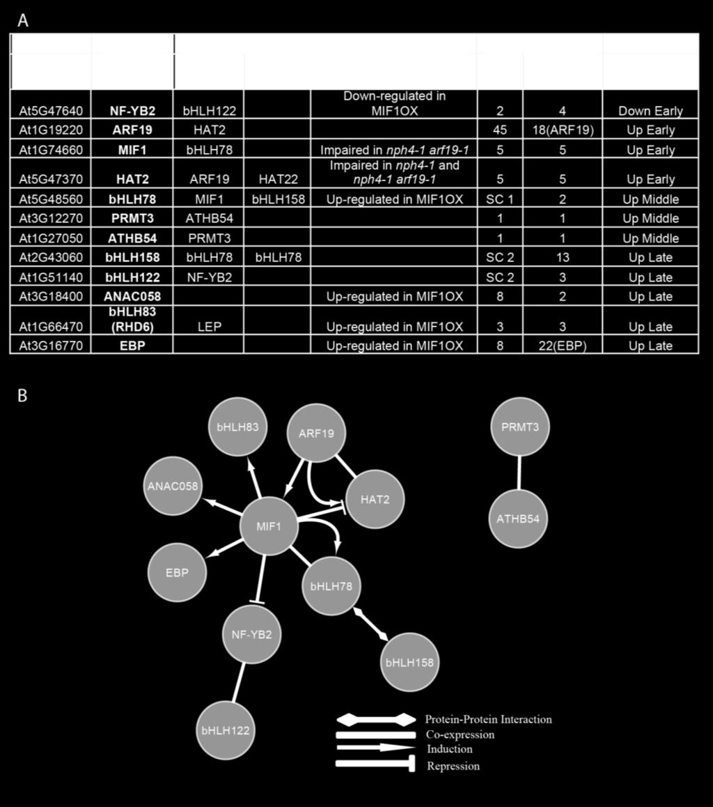 Literature sub-network of the 12 modeling transcription factors.