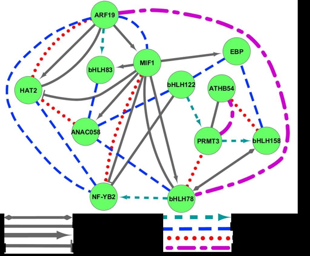 Figure 21. Transcription factor network model.