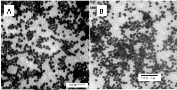 3 4 Figure S3 - TEM images of A) cit-aunp and B) BSA-cit-AuNP. ImageJ analysis of these figures indicates an AuNP core diameter of 6 ±. nm (n = ).