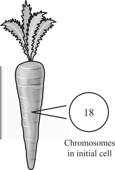 14. The diagram below provides information about a carrot cell. A carrot cell contains 18 chromosomes.