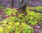 (Sphagnum), liverwort (Chiloscyphus fragilis), reindeer moss (Cladina