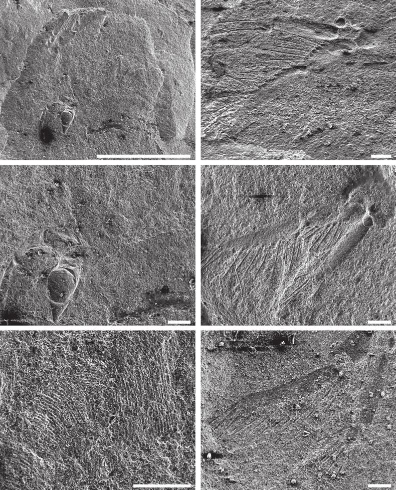 MESOZOIC CTENOPODA 271 A D B E C F Figure 1. Archelatona zherikhini gen. nov., sp. nov., paratypes, Khutel Khara, Mongolia, Lower Cretaceous. (A) Whole body, impression PIN 3965/3333.