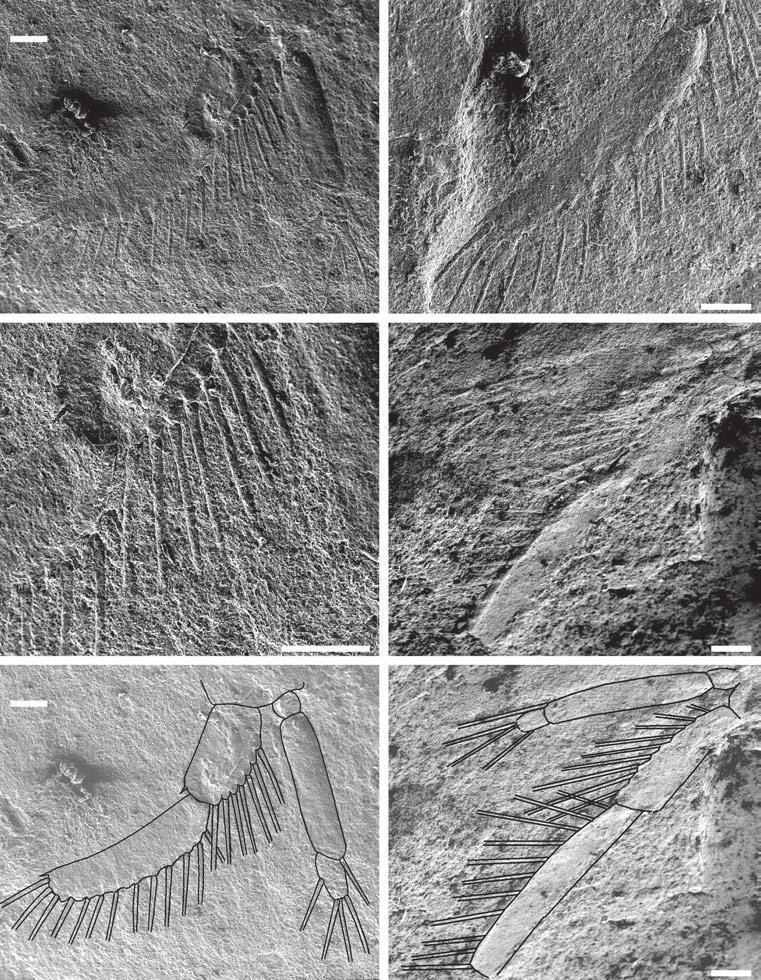272 A. A. KOTOV and N. M. KOROVCHINSKY A D B E C F Figure 2. Archelatona zherikhini gen. nov., sp. nov., holotype, Khutel Khara, Mongolia, Lower Cretaceous, PIN 3965/ 3332 (A D), and Sididae indet.