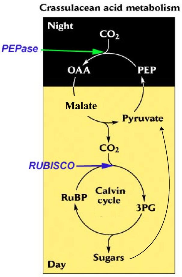 Bioc 460 - Dr. Miesfeld Spring 2008 The CAM pathway was first discovered in succulent plants of the Crassulaceae family and is therefore called Crassulacean Acid Metabolism (CAM) pathway.