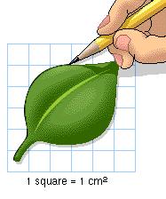 Place the leaf on the grid and draw its outline with a