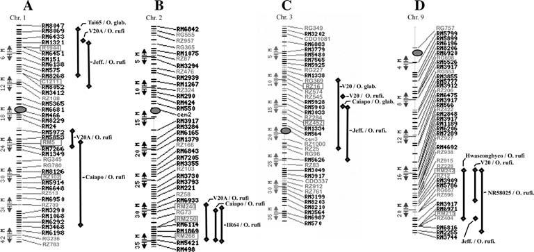 Euphytica (2007) 154:317 339 325 size) were identified in the same elite genetic background, with similar allele effects evident in multiple RPs (Fig. 3c, d).
