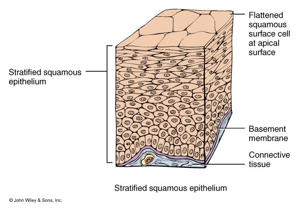 Stratified Squamous Epithelium