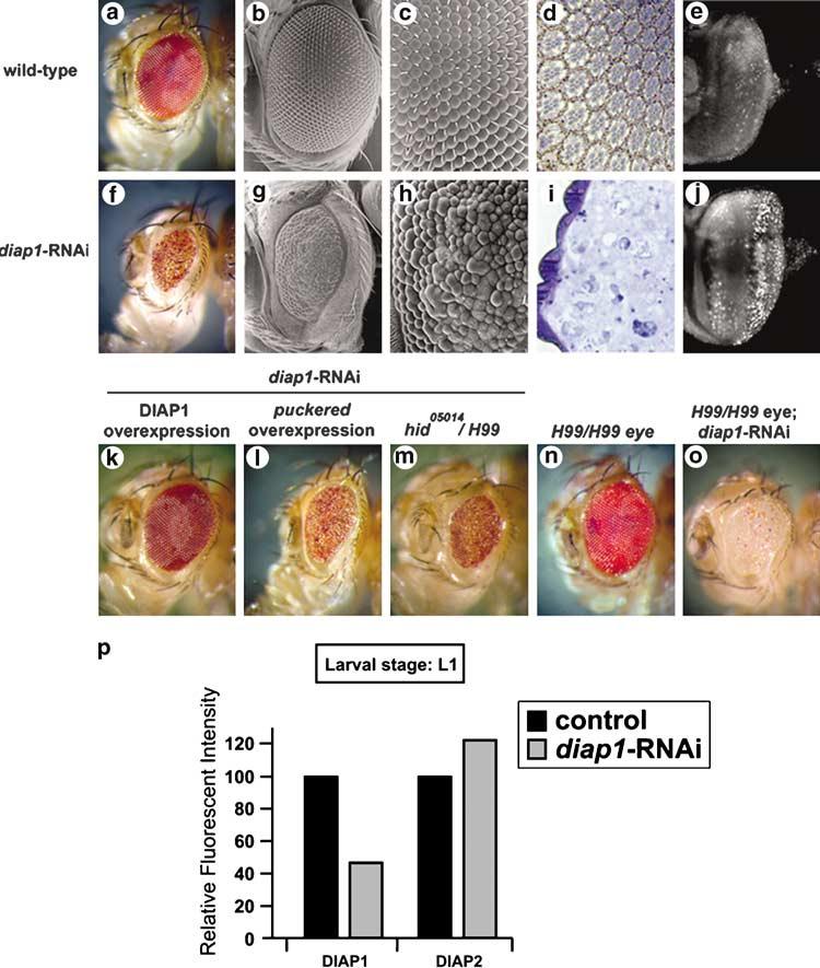 4 In vivo analysis of the Drosophila cell death machinery Figure 2 RNAi-mediated depletion of DIAP1 triggers cell death in the developing eye that is independent of upstream proapoptotic signals.