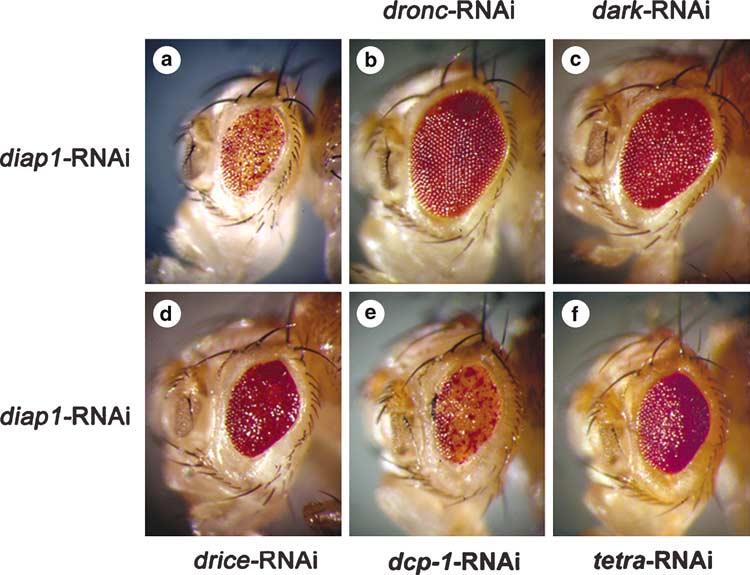 In vivo analysis of the Drosophila cell death machinery 5 Figure 3 Dronc, Dark and drice are indispensable for apoptosis induced by DIAP1 depletion in the developing eye: the diap1-rnai eye phenotype