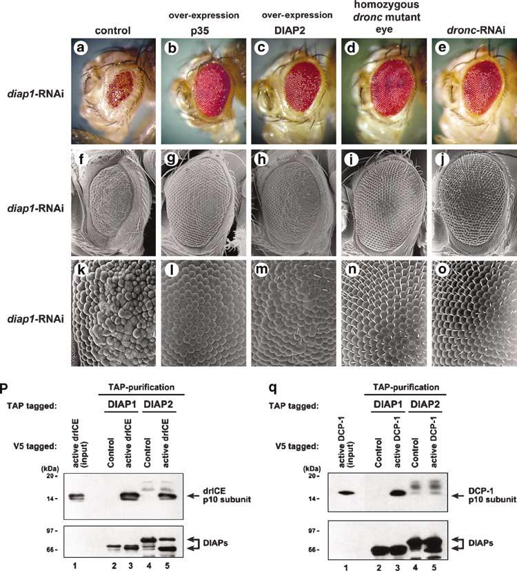 6 In vivo analysis of the Drosophila cell death machinery Figure 4 DIAP2 physically interacts with drice and can functionally substitute for DIAP1 in vivo.