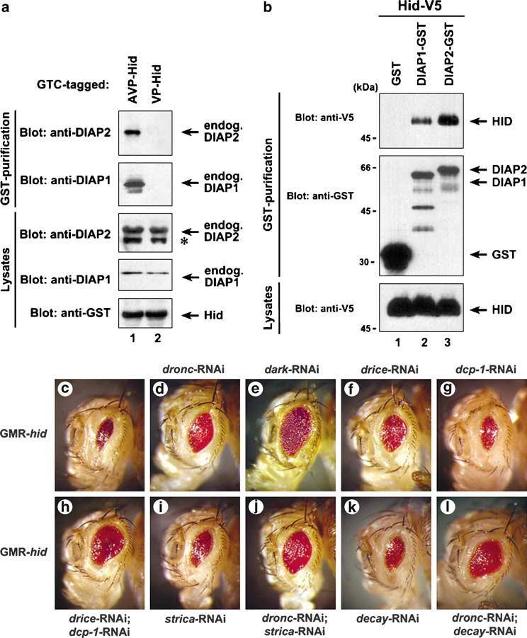 In vivo analysis of the Drosophila cell death machinery 7 Figure 5 Hid interacts with DIAP1 and DIAP2 and triggers cell death that is mediated by Strica, Decay, Dark, Dronc and drice.