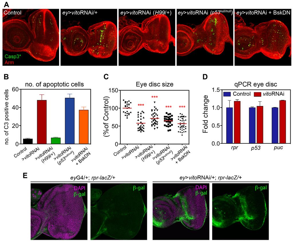 Vito regulates dmyc-stimulated cell growth RESEARCH ARTICLE 353 Fig. 3. vito is required for tissue growth independently of its role in cell survival.