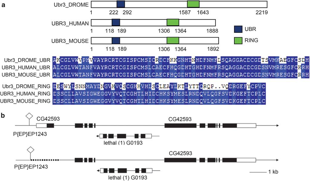 Ubr3 regulates apoptosis 1963 Figure 1 Genomic and protein structures of Ubr3. (a) UBR-box domain of Ubr3 is highly conserved among different species.