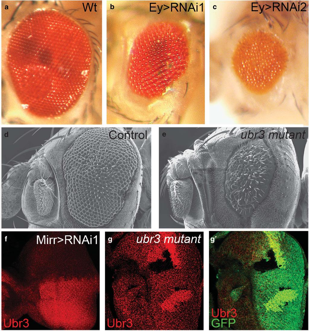Ubr3 regulates apoptosis 1964 Figure 2 Knockdown and knockout of ubr3 impaired the development of eye. All pictures are oriented anterior left, dorsal up.